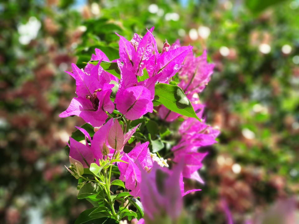 Gartenanlage Apollonia Beach Resort & Spa