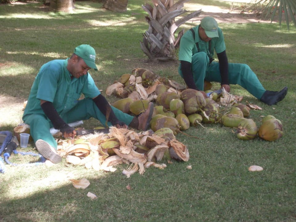 Kokosnussernte Hotel Grand Palladium Palace Resort, Spa & Casino