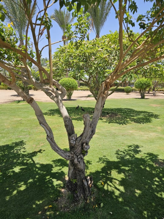 Gartenanlage Steigenberger ALDAU Beach Hotel