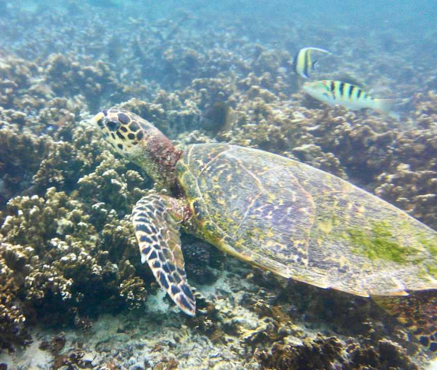 Pool Shandrani Beachcomber Resort & Spa