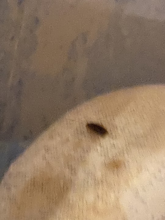 Zimmer MLL Palma Bay Club Resort