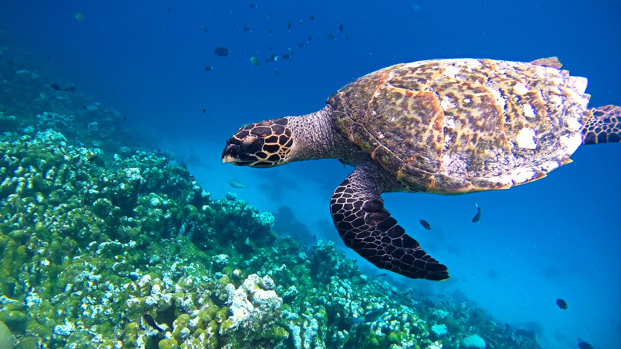 Sport & Freizeit Summer Island Maldives