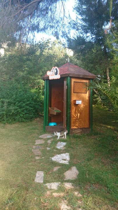 Cat House Paloma Pasha