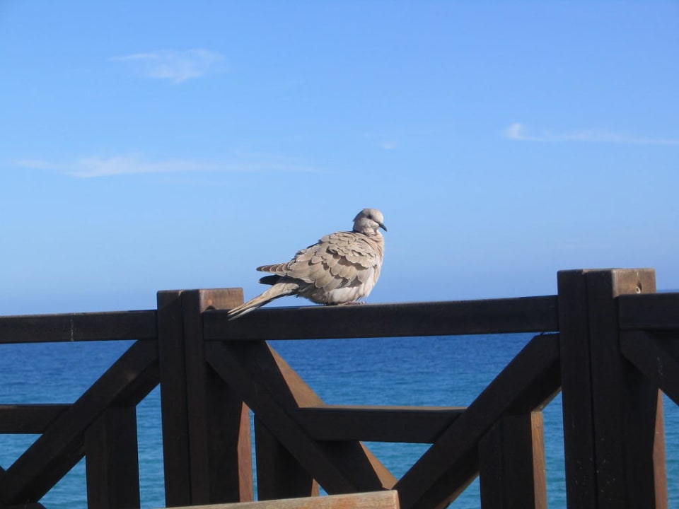 Taube an der Poolbar R2 Pajara Beach