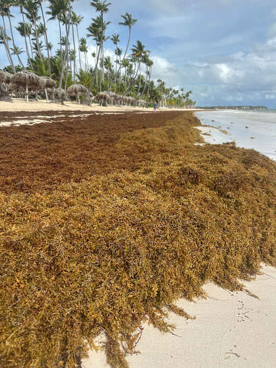 Strand Grand Palladium Punta Cana Resort & Spa