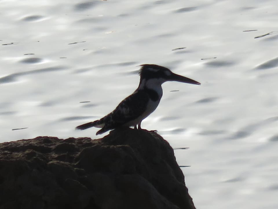 Ein Kingfisher hält Ausschau Steigenberger Coraya Beach - Adults only