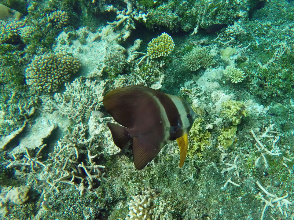 Langflossen - Fledermausfisch NH Collection Maldives Havodda Resort