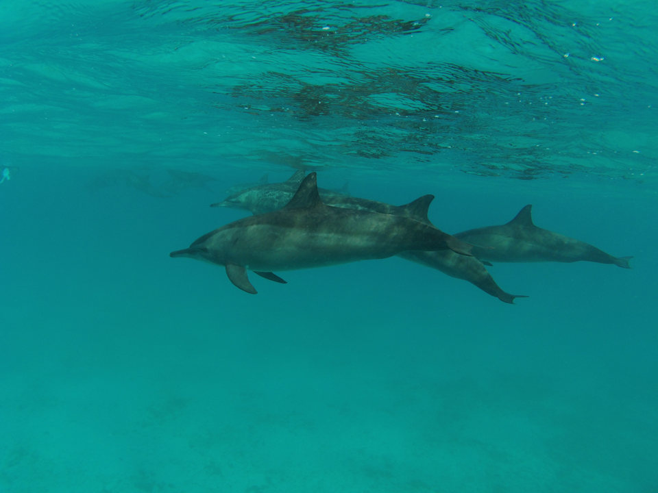 Sonstiges Shams Alam Beach Resort