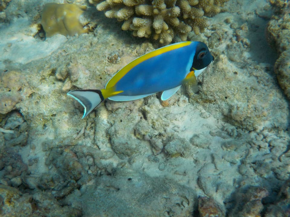 Unterwasserwelt am Hausriff Fihalhohi Maldives
