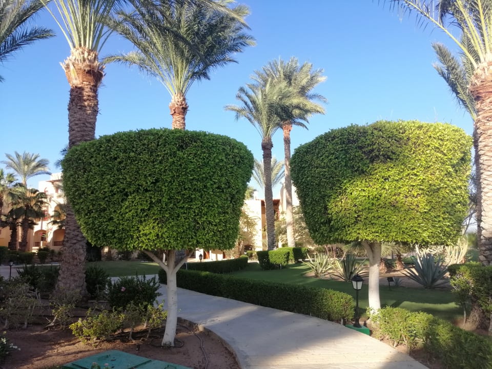 Gartenanlage Steigenberger Coraya Beach - Adults only