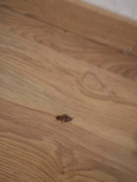 Zimmer Grupotel Rocador