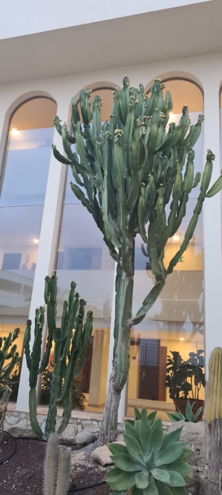 Gartenanlage SBH Hotel Costa Calma Palace