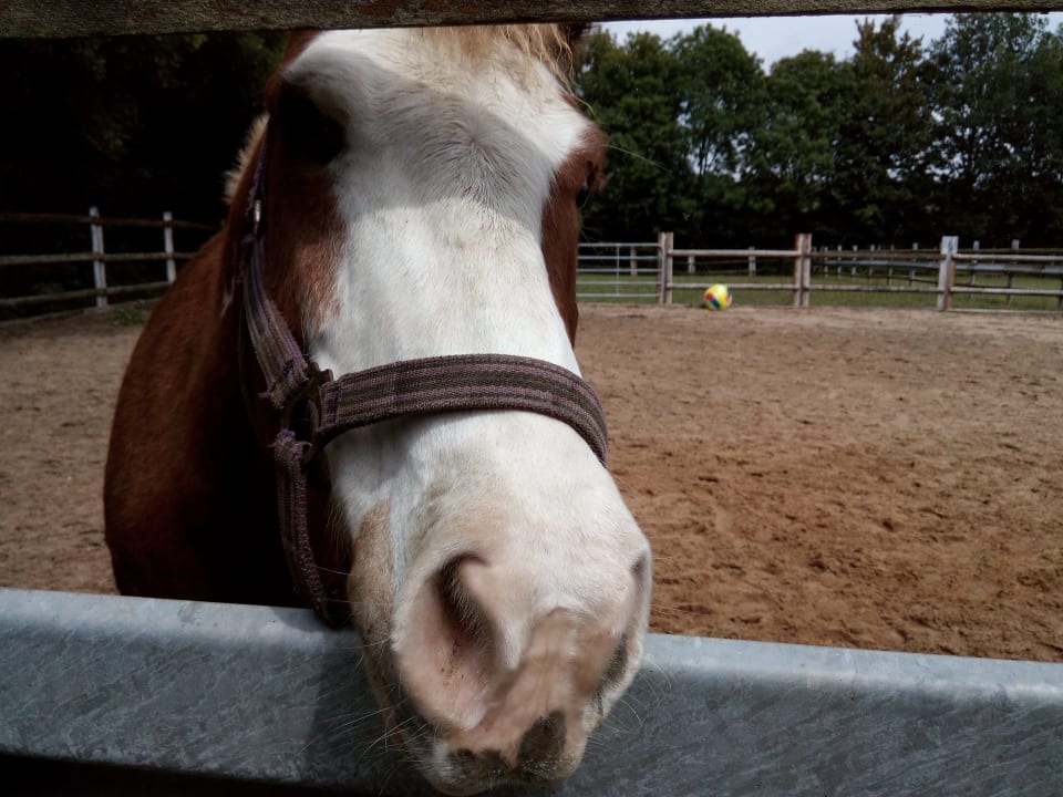Sonstiges Ferienhof Buchberger