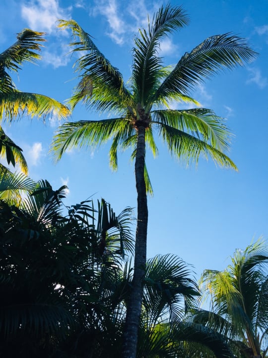 Gartenanlage Viva Maya by Wyndham - All Inclusive Resort