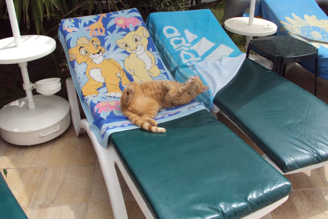 Der Hotelkater Calimera Hane Garden
