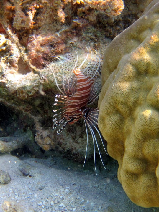Feuerfisch beim schnorcheln Hotel Silver Beach