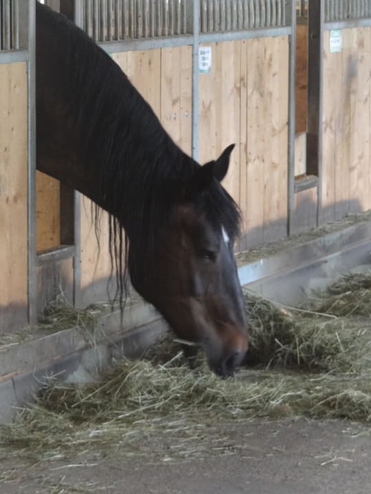 Eines der vielen Pferde Kinderhotel Felben