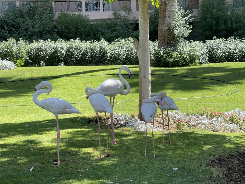 Gartenanlage Sofitel Winter Palace Luxor & Pavillon Winter Luxor