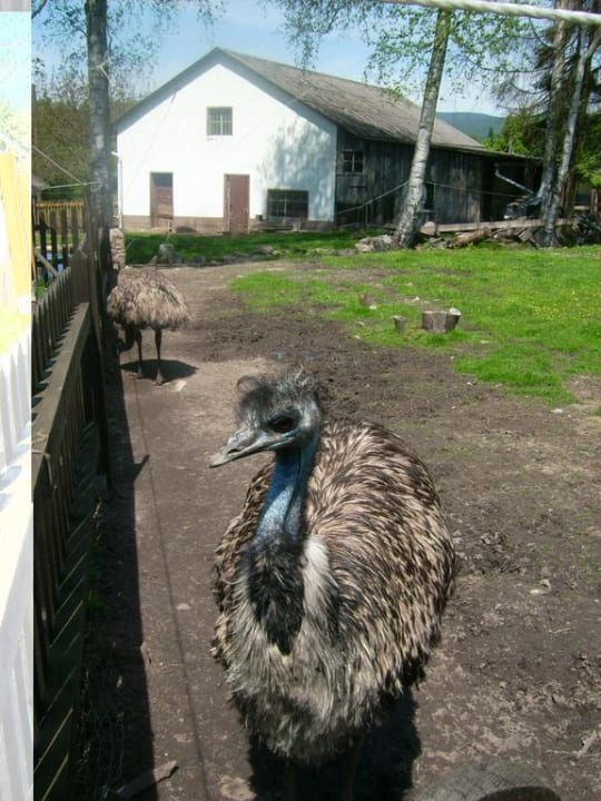Emu Gasthof Pension Waldfrieden