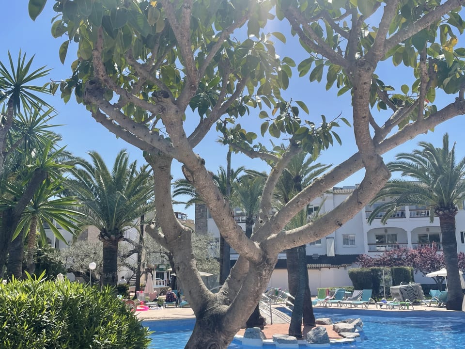 Pool Alcudia Garden Aparthotel