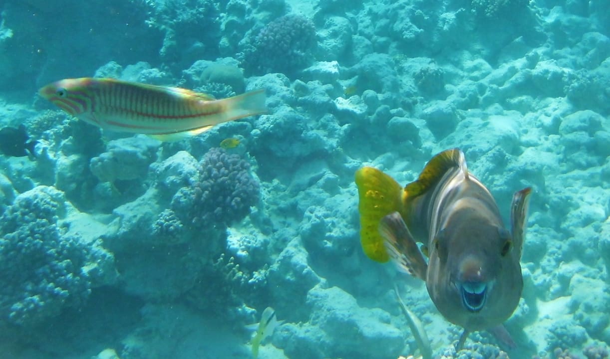 Sport & Freizeit Grand Makadi