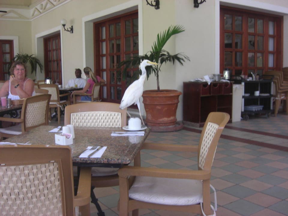 Frühstücksgäste Hotel Riu Negril