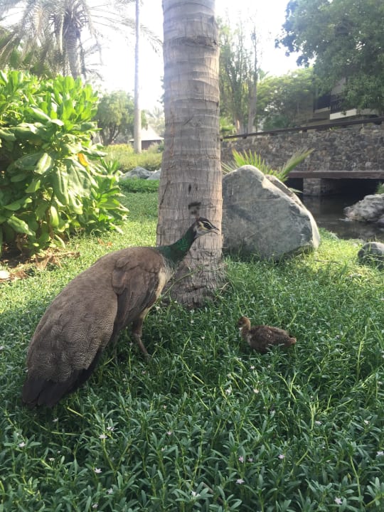 Pfau mit Jungem JA Palm Tree Court