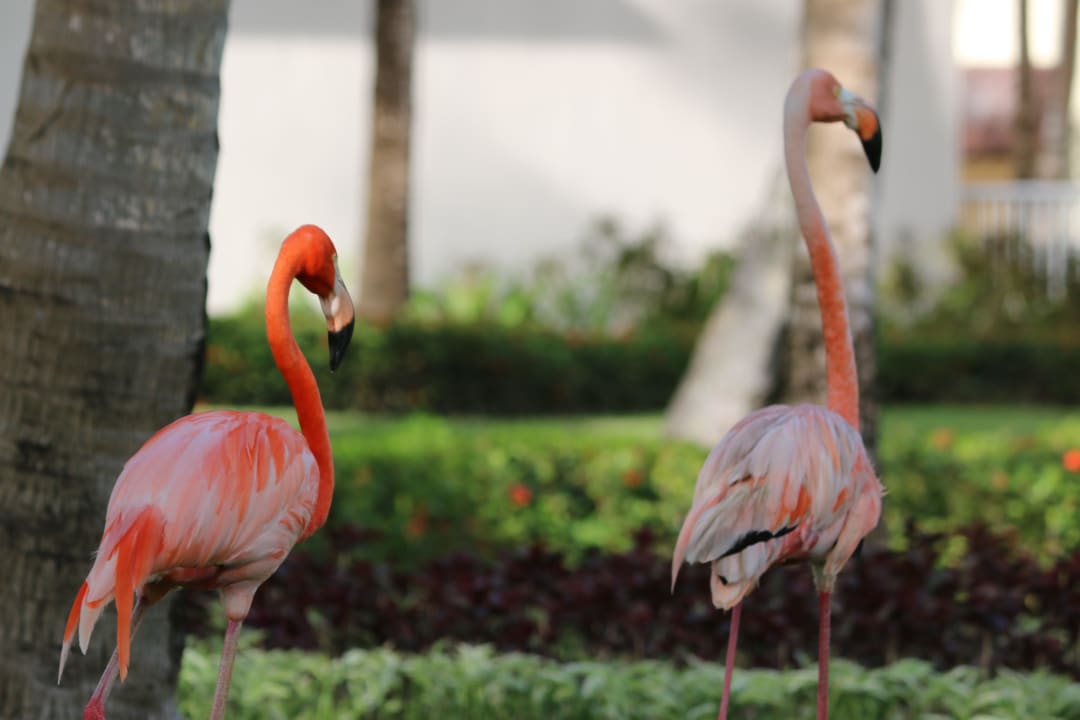 Flamingos TRS Turquesa Hotel - Adults only