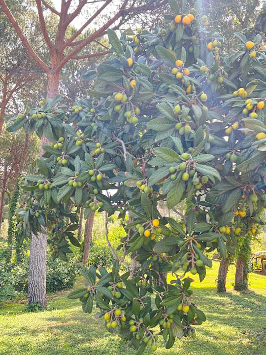 Gartenanlage Belconti Resort Hotel