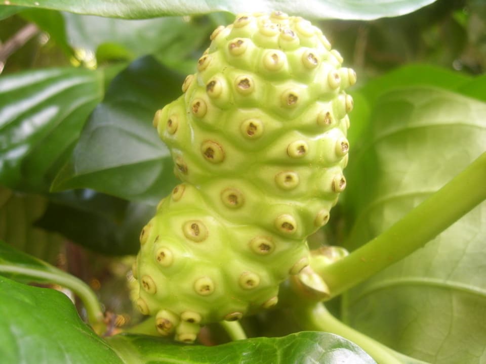 Frucht Hotel Grand Palladium Palace Resort, Spa & Casino