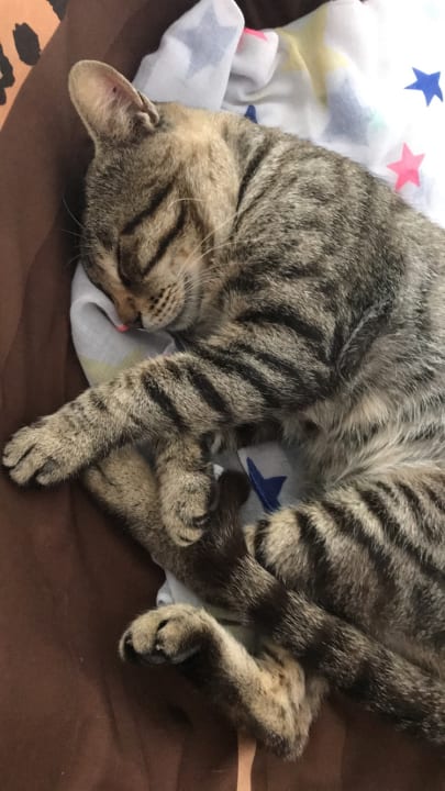 Sonstiges Albatros Spa & Resort Hotel