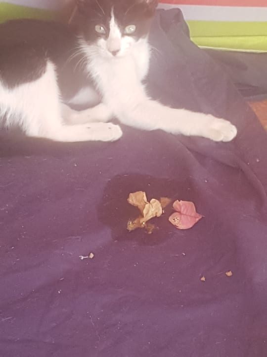 Sonstiges Bungalows Vistaflor