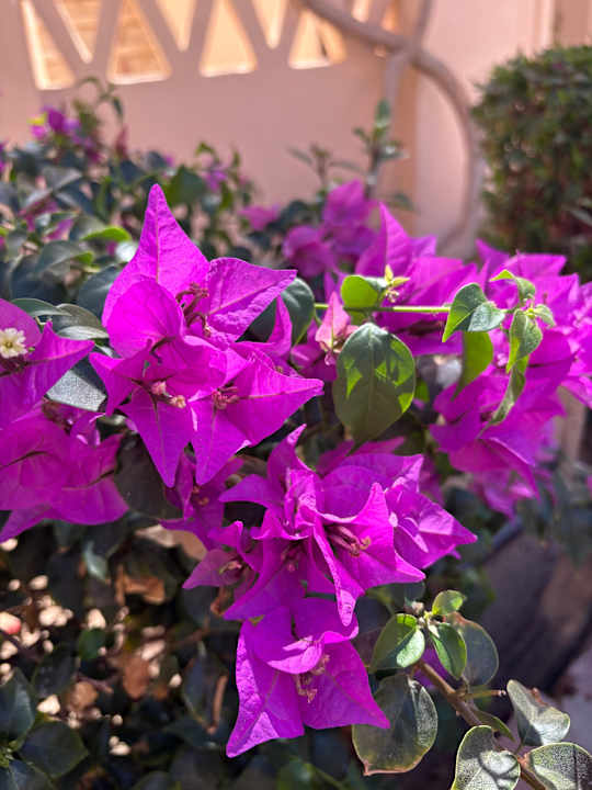 Gartenanlage Sultan Bey Hotel, El Gouna