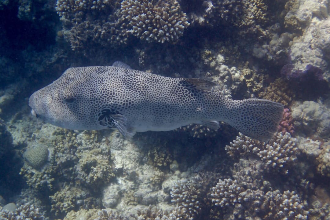 Strand Makadi Spa - Adults only