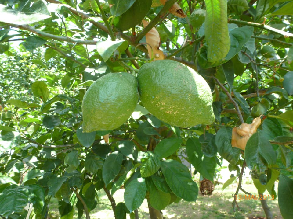 Ein Blick in die Bäume Belek Beach Resort Hotel