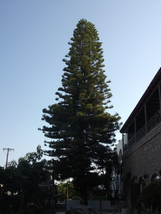 Gartenanlage Hotel Malia Holidays