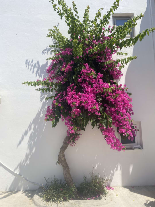 Gartenanlage Hotel Kathrin Beach