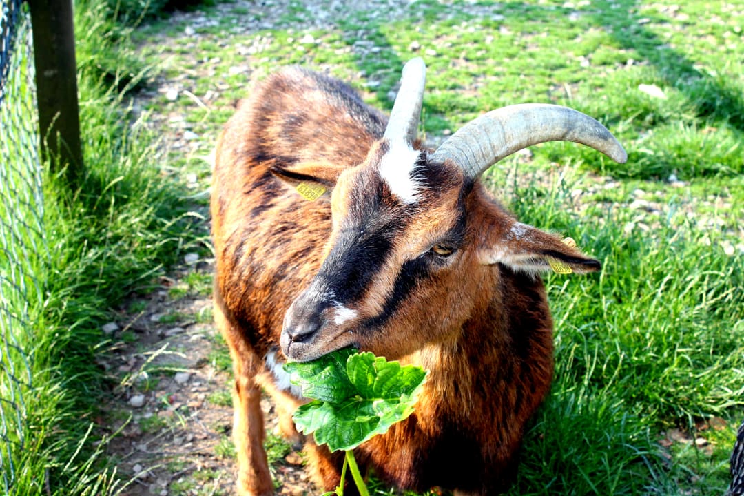 Sonstiges Wiesenberghof