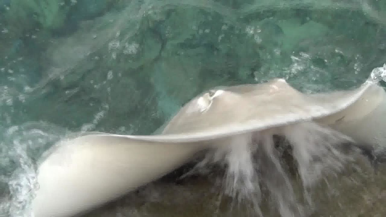 Rochen am Steg Summer Island Maldives