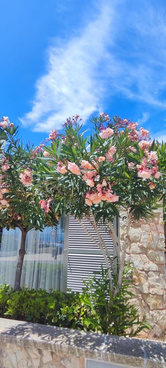 Gartenanlage JS Palma Stay