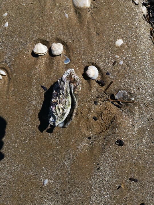 Strand Hotel Le Rose Suite