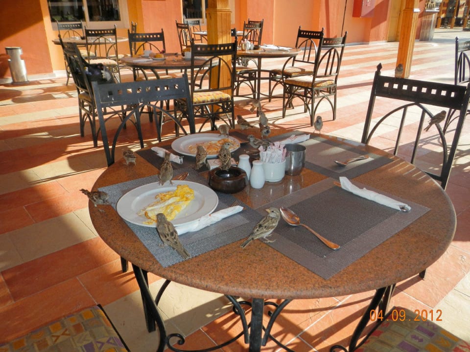 Freche Spatzen Pickalbatros Alf Leila Wa Leila Resort - Neverland Hurghada