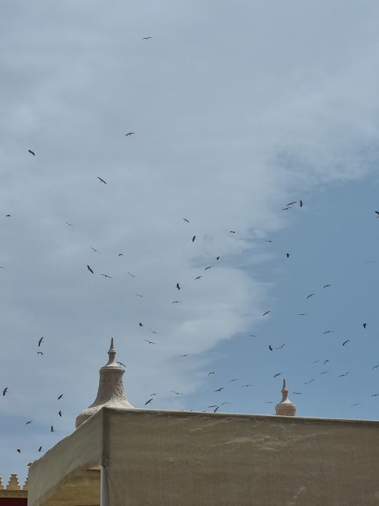 Ausblick Pickalbatros Alf Leila Wa Leila Resort - Neverland Hurghada