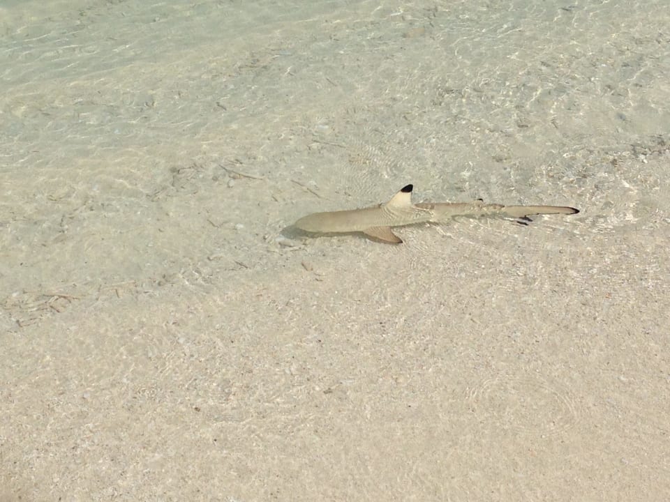 Unser kleines Haustier  Kuredu Island Resort & Spa