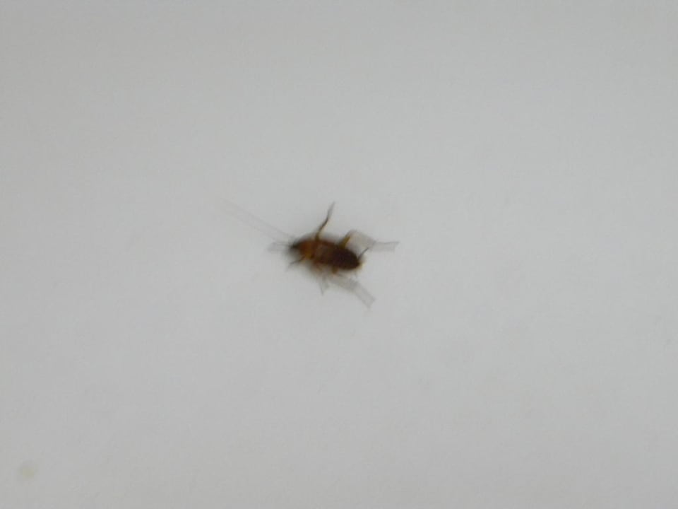 Kakerlake in der Wanne El Mouradi Club Kantaoui