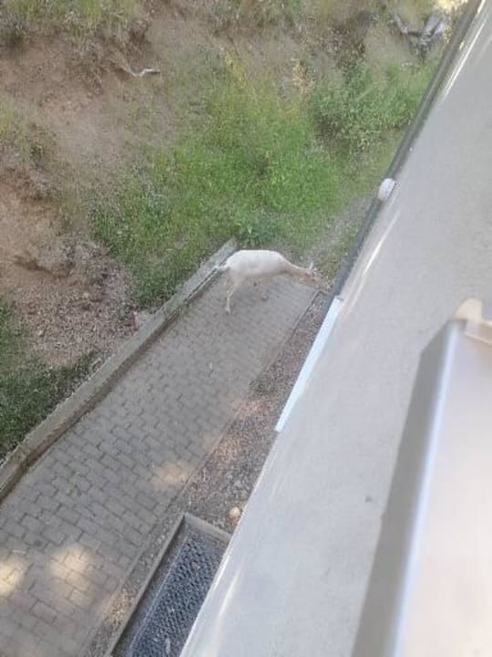 Ausblick REGIOHOTEL Schanzenhaus Wernigerode