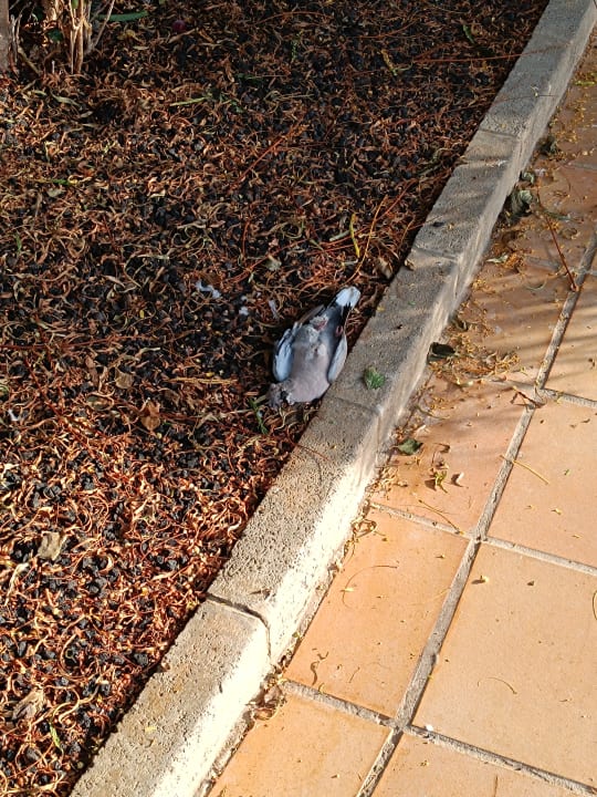 Außenansicht SBH Costa Calma Beach Resort