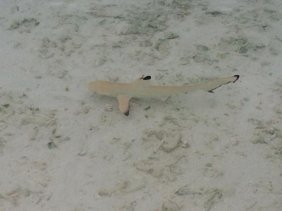 Strand Meeru Maldives Resort Island