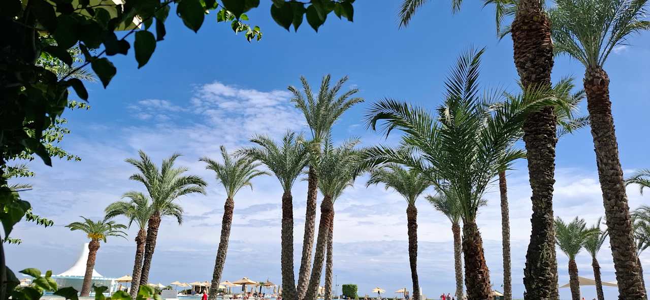 Ausblick Iberostar Waves Averroes