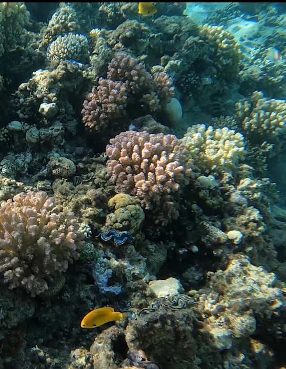 Sonstiges Jaz Makadina